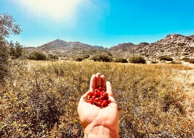 Rosehip oil