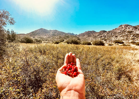 Unveiling the Secrets of Wild Foraged Rosehip Oil